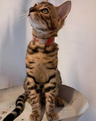 Cuccioli gattini bengala