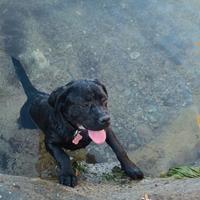 Cane corso