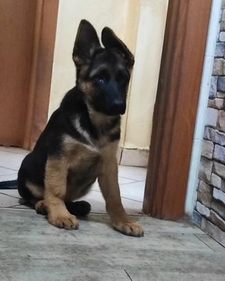 Maschio Pastore tedesco con pedigree