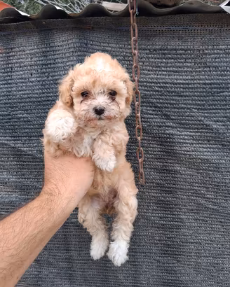 Maltipo mini toy