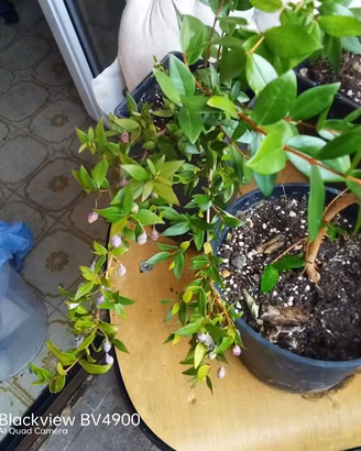 piante mirto nero