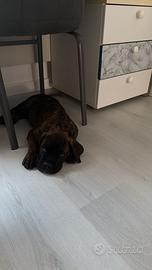Cane Corso 2 mesi