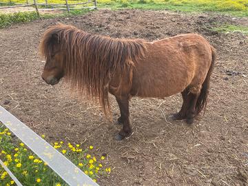 Pony femmine