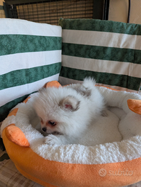 Pomerania con pedigree