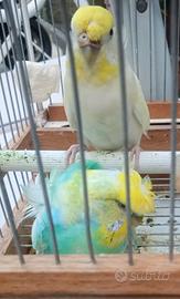 Coppia hagaramo