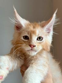 Maine Coon