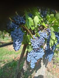 uva da vino