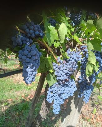 uva da vino