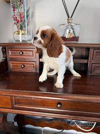 Cavalier King Charles Spain