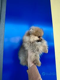 Spitz di Pomerania arancio