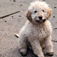 Cucciolo lagotto romagnolo