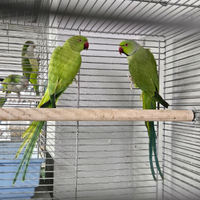 Coppie parrocchetti dal collare