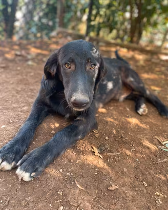 Merlot cucciolo 7 mesi