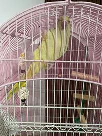 Parrocchetto dal collare allevato a mano