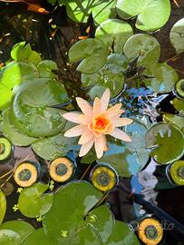 Ninfea Nymphaea ‘Peaches And Cream pianta aduta