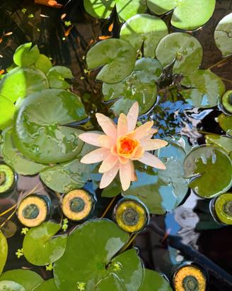 Ninfea Nymphaea ‘Peaches And Cream pianta aduta