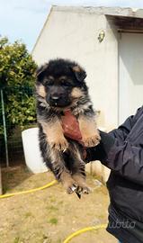 Cucciola pastore tedesco