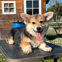 Cucciolo Welsh Corgi Pembroke