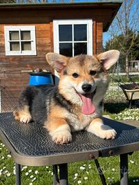 Cucciolo Welsh Corgi Pembroke