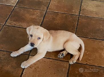 Cucciola di Labrador