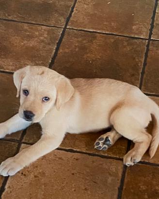 Cucciola di Labrador