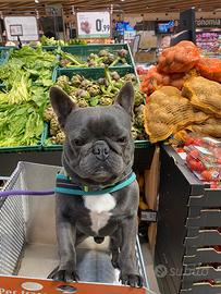 Bull dog francese per monta