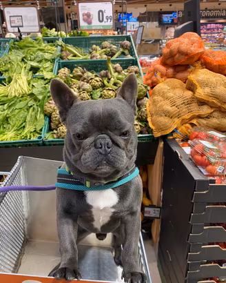 Bull dog francese per monta