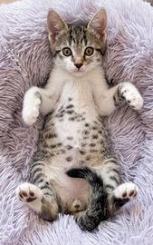 Cuccioli gatto