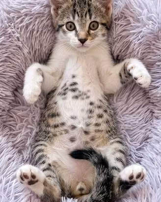 Cuccioli gatto