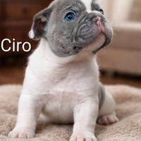 Bulldog Francesi Exotic => Cuccioli Prenotabili