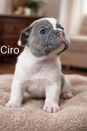 Bulldog Francesi Exotic => Cuccioli Prenotabili
