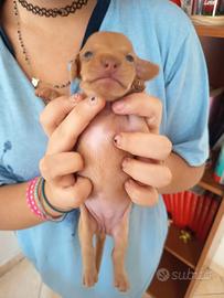 bassotto kaninken 
