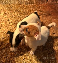 Cuccioli di jack russel