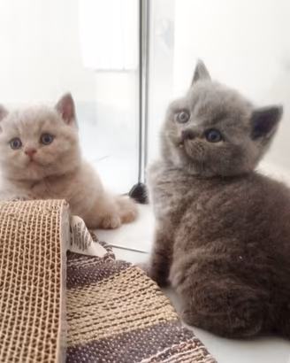 British Shorthair