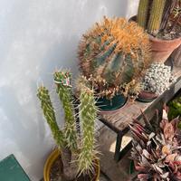 Cactus e piante grasse