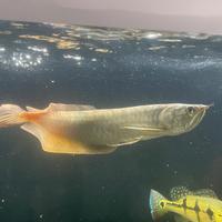 Arowana silver 30 su 35 cm eta 1 anno