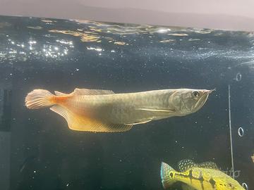 Arowana silver 30 su 35 cm eta 1 anno