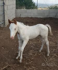 Puledro paint