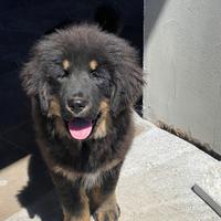 Cuccioli Mastino TIbetano