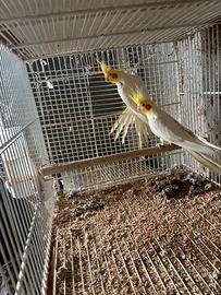 Coppie calopsite riproduttive