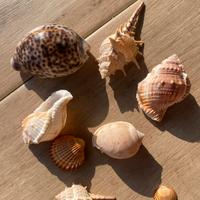 Set conchiglie mare