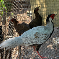 Fagiani Argentati Adulti