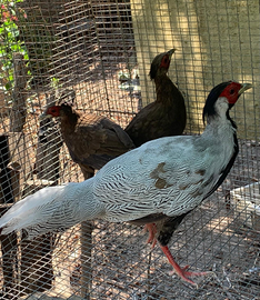 Fagiani Argentati Adulti