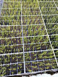 piantine di asparago