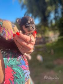 Cucciola chihuahua femmina