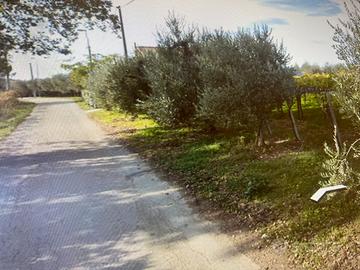 Vigneto- Terreno