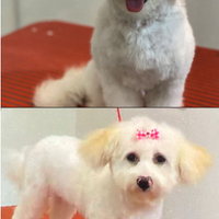 A breve disponibili cuccioli di maltipoo