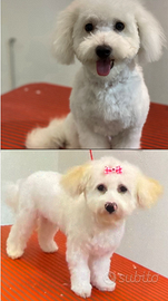 A breve disponibili cuccioli di maltipoo