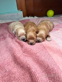 Maltipoo splendidi genitori testati e con pedigree
