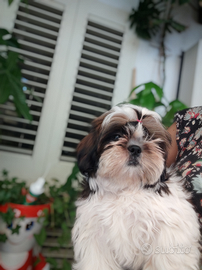 Shih Tzu